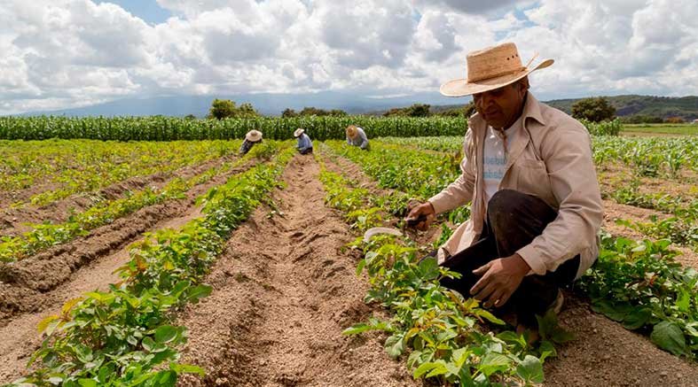 Sector agrícola