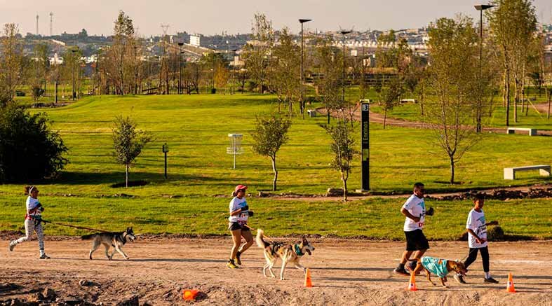 Carrera Canina